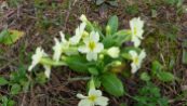 Primula Vulgaris groeit hier in de tuin (eind februari) en is in Nederland een zeldzaam en beschermd plantje en staat op de rode lijst.